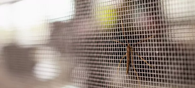 Repair Mosquito Mesh For Windows in St. Cloud, FL
